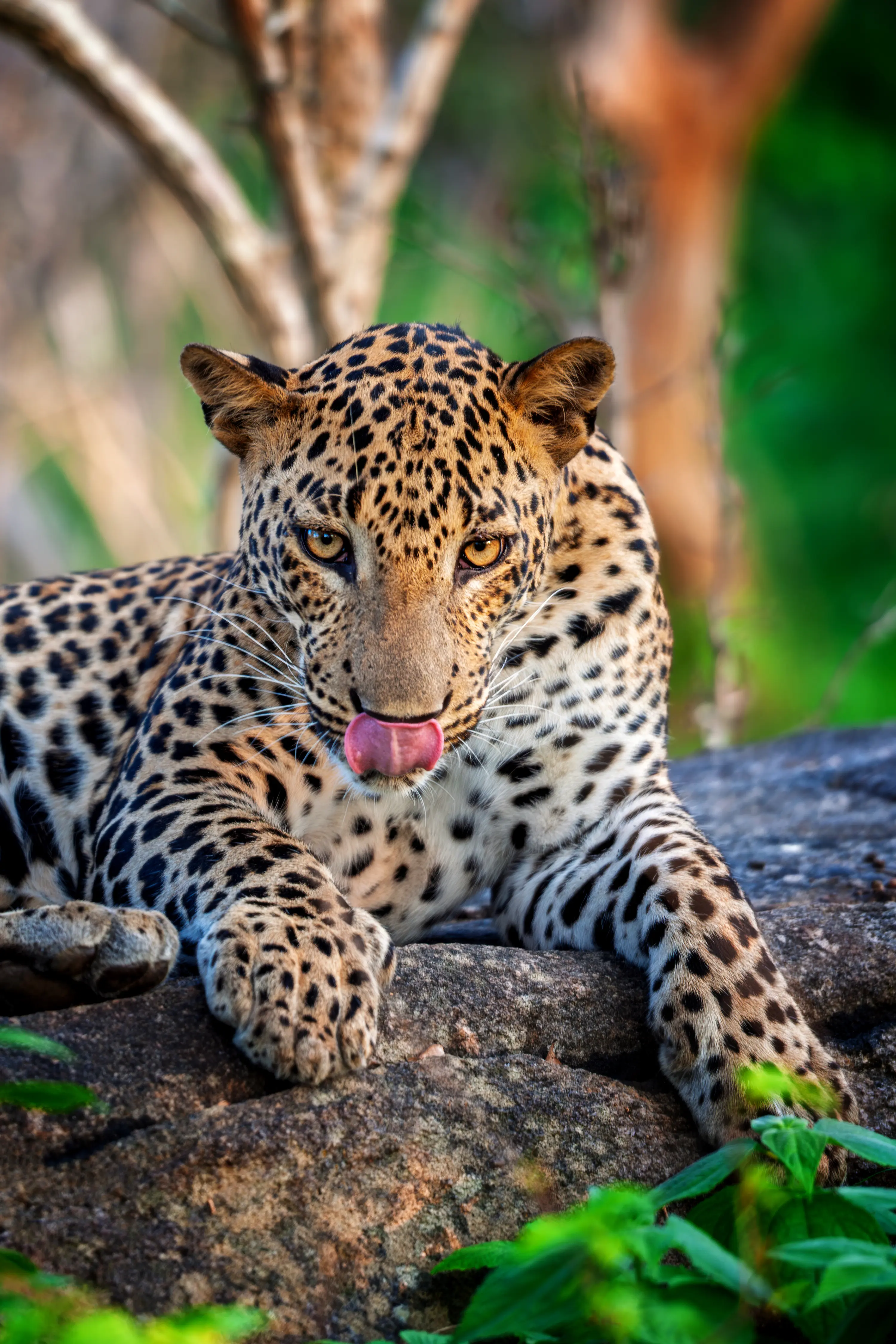 Wildlife & Nature